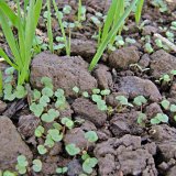 Proč a&nbsp;jak o&scaron;etřovat ozim&eacute; obilniny na podzim proti plevelům