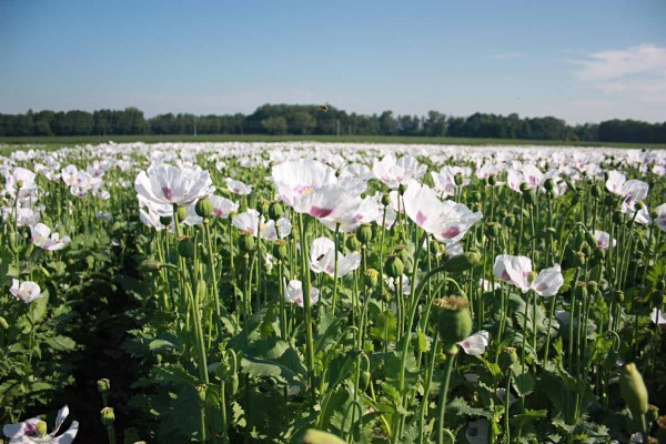 Posledn&iacute; foli&aacute;rn&iacute; fungicidn&iacute; o&scaron;etřen&iacute; m&aacute;ku prov&aacute;d&iacute;me před květem nejpozději v&nbsp;době prvn&iacute;ch otevřen&yacute;ch květů, v&nbsp;t&eacute;to f&aacute;zi již m&aacute; b&yacute;t o&scaron;etřeno