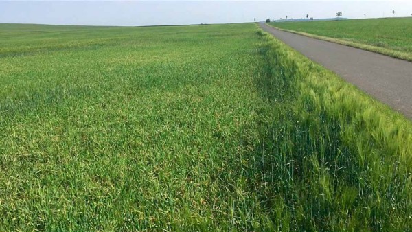 Tot&aacute;ln&iacute; likvidace ozim&eacute;ho ječmene hrabo&scaron;em poln&iacute;m