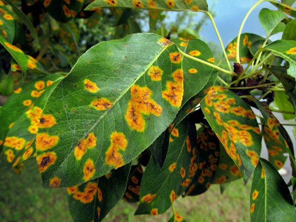 Rzivost hrušně na listu Rzivost hrušně na listu