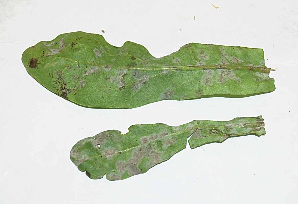 Bílá snětivost na listu měsíčku Bílá snětivost na listu měsíčku