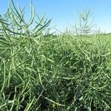 Stimulace osiva řepky může zv&yacute;&scaron;it v&yacute;nosy