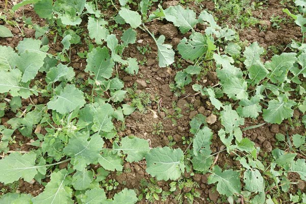  Obr. 3: Pleveln&eacute; spektrum na pozemku v&nbsp;Hořic&iacute;ch (Vysočina)