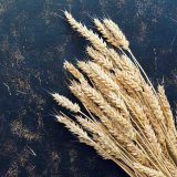 Představen&iacute; ozim&yacute;ch obilnin společnost&iacute; dod&aacute;vaj&iacute;c&iacute;ch osiva na česk&yacute; trh v&nbsp;roce 2021