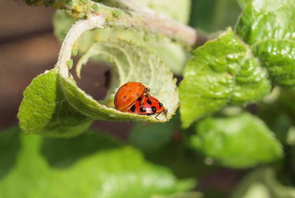 Slun&eacute;čko v&yacute;chodn&iacute; v&nbsp;bl&iacute;zkosti rozv&iacute;jej&iacute;c&iacute; se kolonie m&scaron;ic