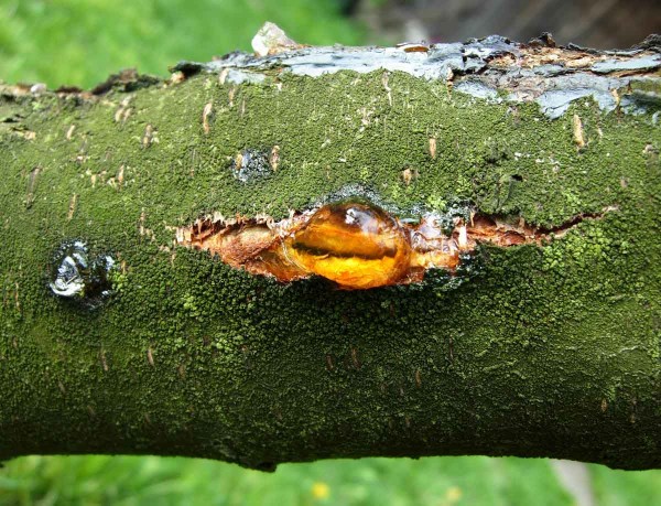 Klejotok na větvi Klejotok na větvi