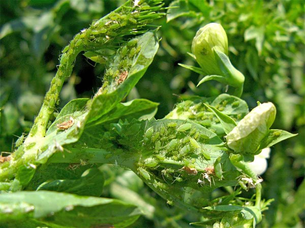 Mšice kyjatka hrachová Mšice kyjatka hrachová