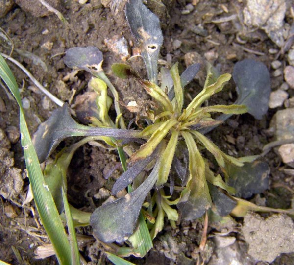 Obr. 9: Působen&iacute; herbicidu Express 50 SX (tribenuron) na violku roln&iacute;