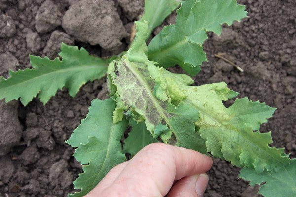 Př&iacute;znaky pl&iacute;sně m&aacute;ku na rubu listu