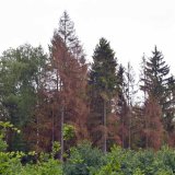 L&yacute;kožrout smrkov&yacute; a&nbsp;česk&eacute; lesy II. - Možnosti kontroly a&nbsp;obrany