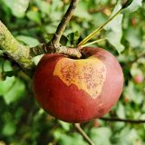 Zhodnocen&iacute; ochrany sadů a&nbsp;vinic na středn&iacute; Moravě za rok 2020