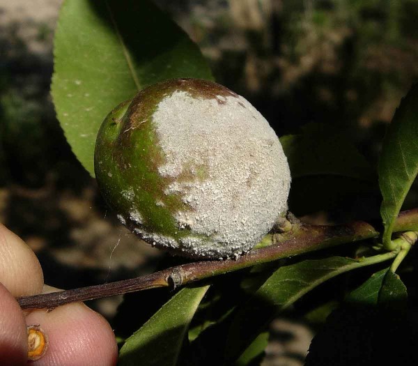 Padlí broskvoně na plodu Padlí broskvoně na plodu