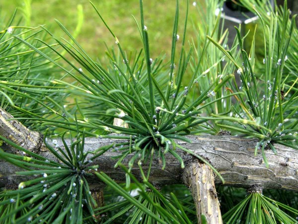 Mšice korovnice na modřínu Mšice korovnice na modřínu