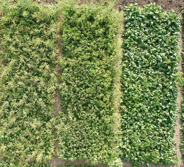 Obr. 2: Conviso Smart cukrovka - levá parcela je konvenční varianta ošetřena 3× Betanal maxxPro + Safari (na pozemku přežívá mračňák Theophrastův), prostřední parcela je konvenční varianta ošetřena 3× Betanal maxxPro (přežívá plevelná řepa), pravá parcela je ošetřena přípravkem Conviso One (bez plevelů) Obr. 2: Conviso Smart cukrovka - levá parcela je konvenční varianta ošetřena 3× Betanal maxxPro + Safari (na pozemku přežívá mračňák Theophrastův), prostřední parcela je konvenční varianta ošetřena 3× Betanal maxxPro (přežívá plevelná řepa), pravá parcela je ošetřena přípravkem Conviso One (bez plevelů)