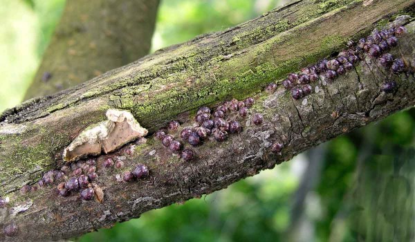 &Scaron;t&iacute;tky puklice