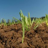 Agro-Sorb® Folium - stimulátor pro zlepšení zdravotního stavu a výnosu pěstovaných plodin Agro-Sorb® Folium - stimulátor pro zlepšení zdravotního stavu a výnosu pěstovaných plodin