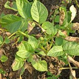 Aktu&aacute;ln&iacute; přehled ochrany poln&iacute;ch plodin - červen a&nbsp;červenec 2018