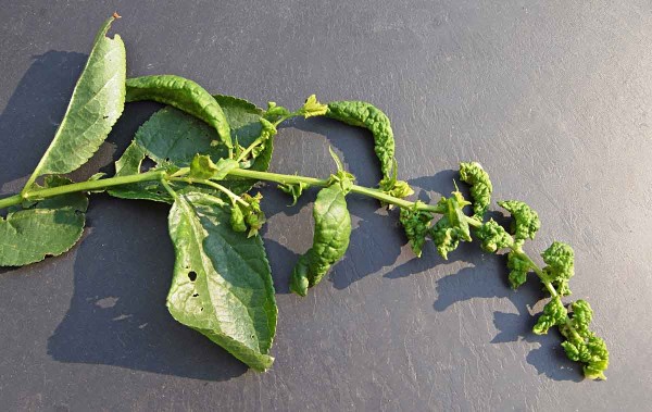 Vlnovník višňový na slivoni Vlnovník višňový na slivoni