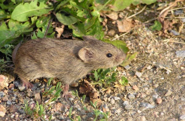 Hrabo&scaron; poln&iacute;