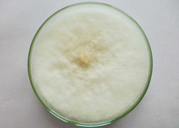 obr. 9 Fusarium poe na Petriho misce obr. 9 Fusarium poe na Petriho misce