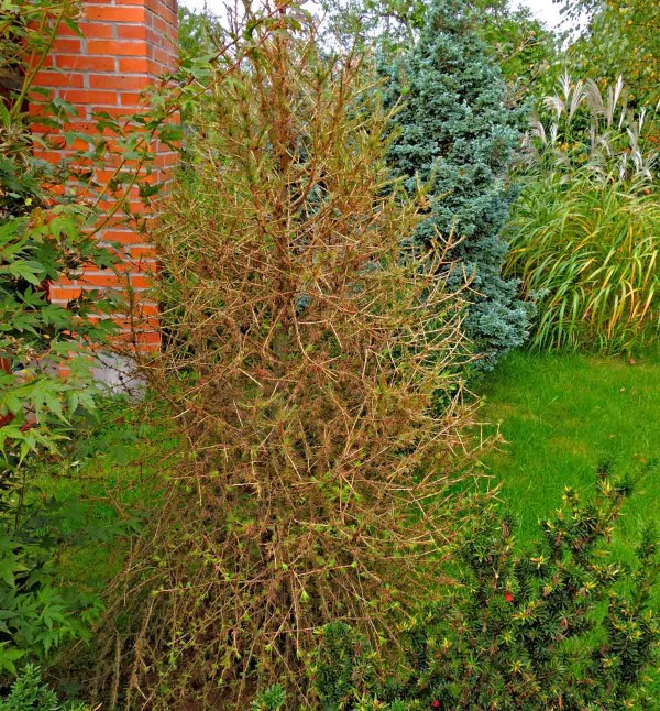 Modřín poškozený sátím svilušek Modřín poškozený sátím svilušek