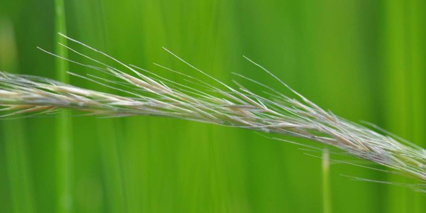 Lata mrvky my&scaron;&iacute; oc&aacute;sek