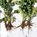 Pr&iacute;nos o&scaron;etrenie repky ozimnej pr&iacute;pravkami Galleko v&nbsp;sez&oacute;ne 2017/18