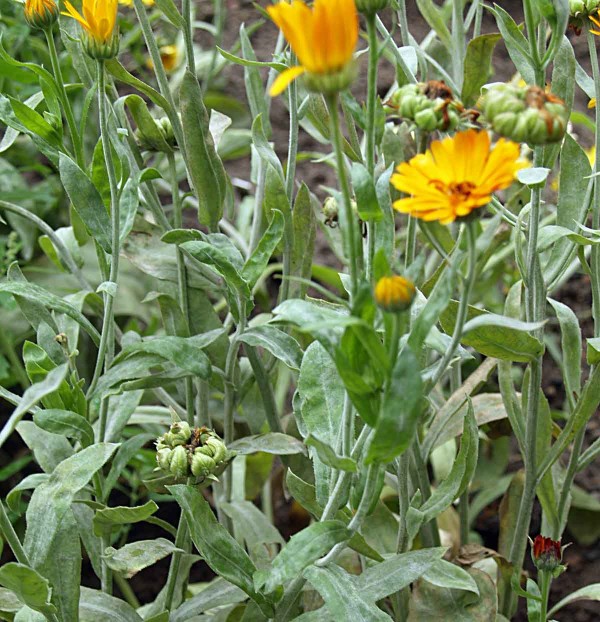 Padlí měsíčku Padlí měsíčku