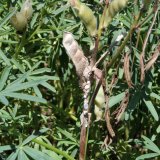 Možnosti využití a choroby druhů lupiny Možnosti využití a choroby druhů lupiny