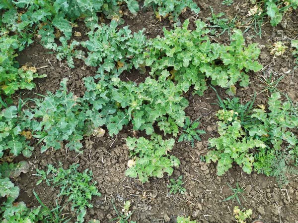 Světlej&scaron;&iacute; rostliny s&nbsp;vysokou početnost&iacute; larev ve stonku