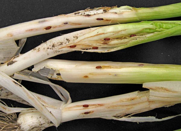 Pupapria vrtalky p&oacute;rov&eacute;