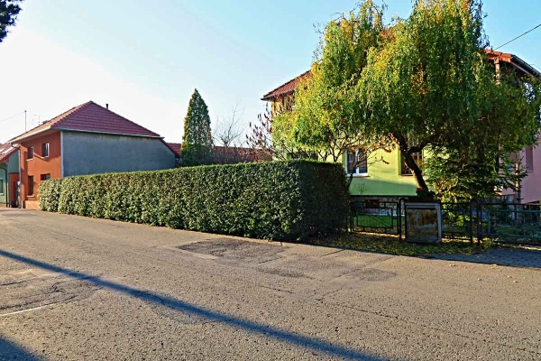 Živ&yacute; plot chr&aacute;n&iacute; před větrem a&nbsp;ochlazov&aacute;n&iacute;m rostlin