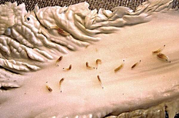 Květilka zelná - larvy na čínském zelí Květilka zelná - larvy na čínském zelí