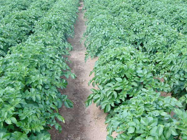 Vysoká účinnost standardní varianty (Plateen 41,5 WG) Vysoká účinnost standardní varianty (Plateen 41,5 WG)