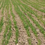 Zku&scaron;enosti s&nbsp;růstov&yacute;m regul&aacute;torem Medax&reg; Max