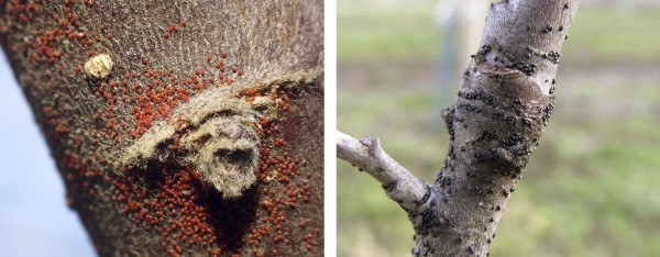 U takov&yacute;ch ohnisek napaden&iacute; svilu&scaron;kami (vlevo) a&nbsp;m&scaron;icemi (vpravo) se z&aacute;sah oleji, nejl&eacute;pe v&nbsp;TM s&nbsp;insekticidem, vyplat&iacute;