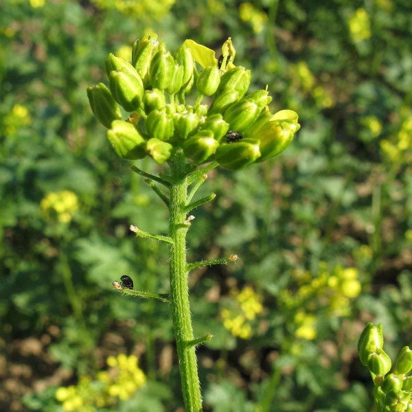 Poškození hořčice blýskáčky Poškození hořčice blýskáčky
