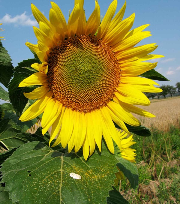 Fáze plného květu slunečnice Fáze plného květu slunečnice