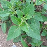 Invazní plevele (7) - Lilek leskloplodý Invazní plevele (7) - Lilek leskloplodý