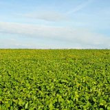 Vhodn&eacute; a&nbsp;efektivn&iacute; o&scaron;etřen&iacute; osiva s&oacute;ji