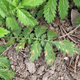 Choroby a&nbsp;&scaron;kůdci řep&iacute;ku l&eacute;kařsk&eacute;ho