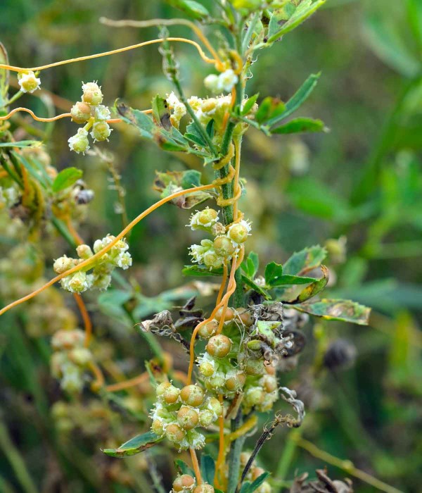 Obr. 3: Kokotice parazituj&iacute;c&iacute; na rostlině vojtě&scaron;ky set&eacute;