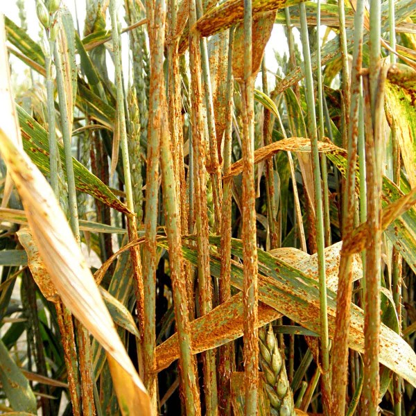 Obr. 3: Napaden&iacute; rz&iacute; travn&iacute;