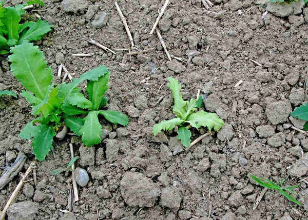 Příznaky napadení plísní máku - vpravo Příznaky napadení plísní máku - vpravo