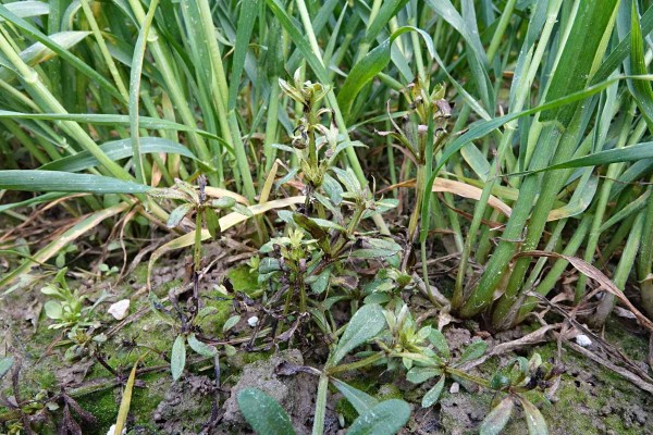 Obr. 7: O&scaron;etřen&iacute; herbicidem Fragma (florasulam) na sv&iacute;zel př&iacute;tulu mus&iacute; b&yacute;t provedeno včas