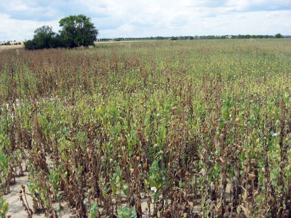M&aacute;k z&nbsp;přesevu je o&nbsp;třetinu niž&scaron;&iacute; než včas set&yacute; porost, nerovnoměrně dozr&aacute;v&aacute;