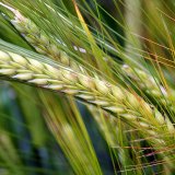 Sladovnick&yacute; ječmen - plodina s&nbsp;jist&yacute;m odbytem