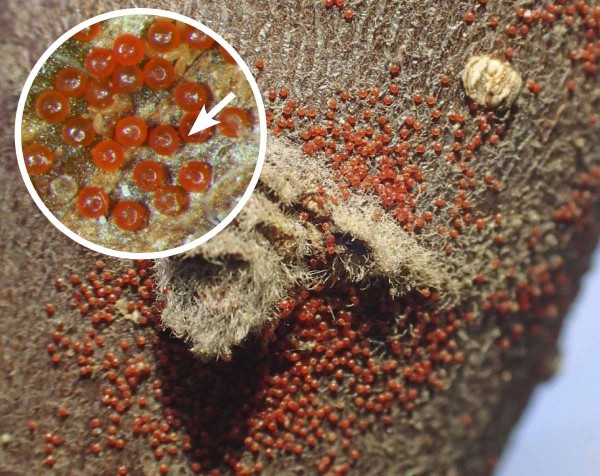 V&yacute;skyt diapauzn&iacute;ch vaj&iacute;ček svilu&scaron;ky ovocn&eacute;