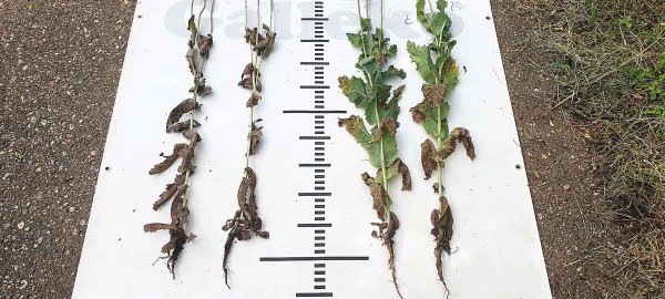 Technológia Galleko® v porastoch maku siateho Technológia Galleko® v porastoch maku siateho