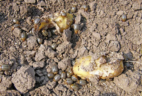 Obr. 4: Ž&iacute;r brouků na hl&iacute;z&aacute;ch